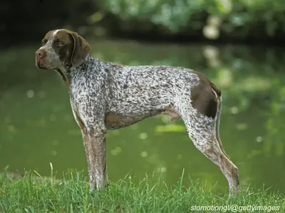 Braque Français Gascogne