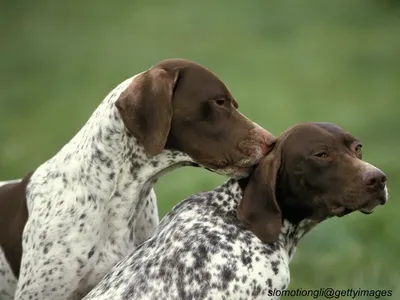 Braque Français Pyrenean Type