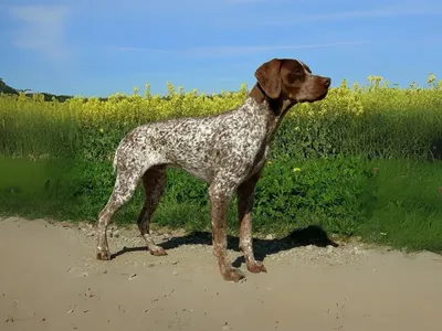 Braque Français Pyrenean Type
