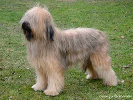 Briard