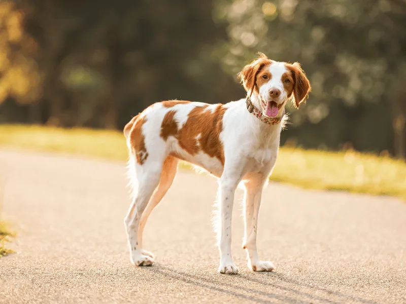 Happy Brittany Spaniel with orange and white coat