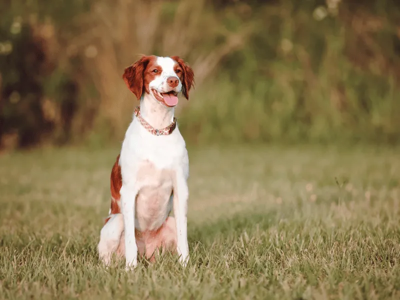 Brittany Spaniel sitting outside