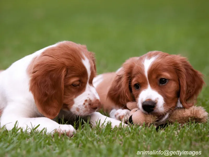 Brittany Spaniel puppies