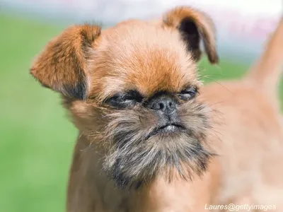 Brussels Griffon with expressive face