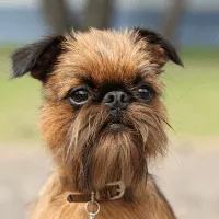 Brussels Griffon