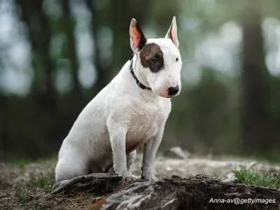 Bull Terrier