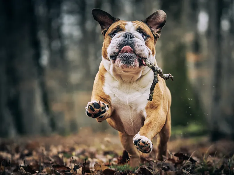 Bulldog in relaxed pose