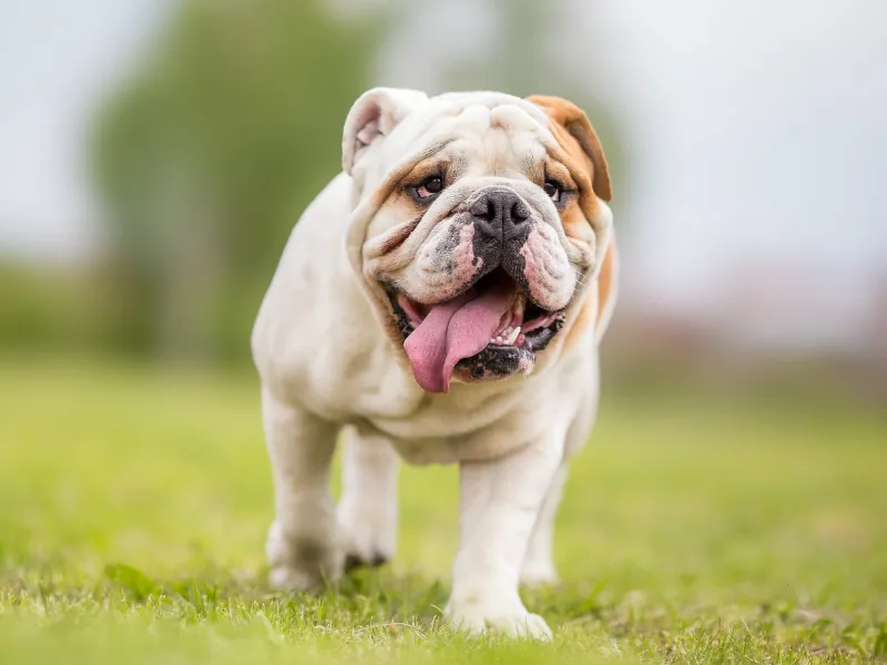 Bulldog with distinctive facial features