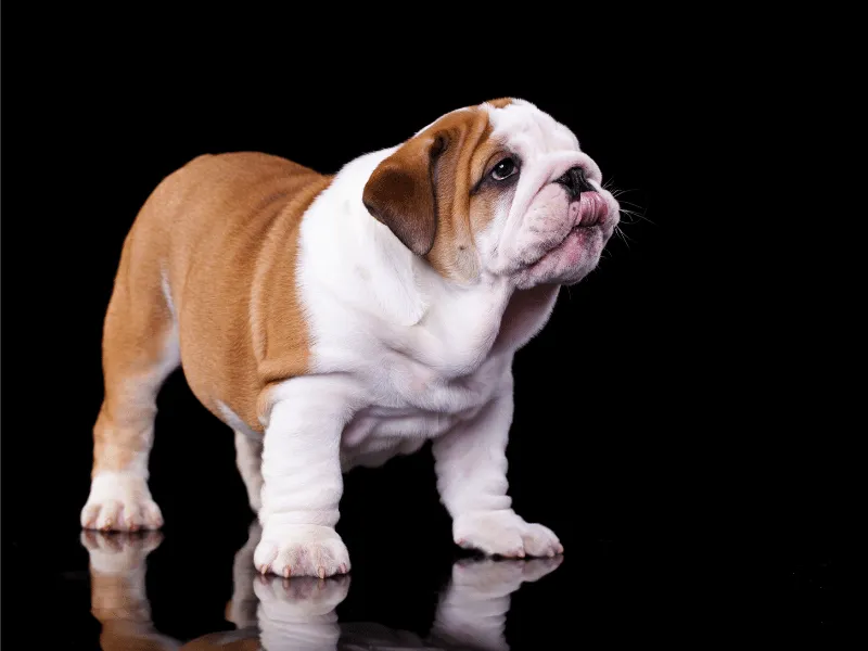 Bulldog puppy