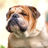 Bulldog