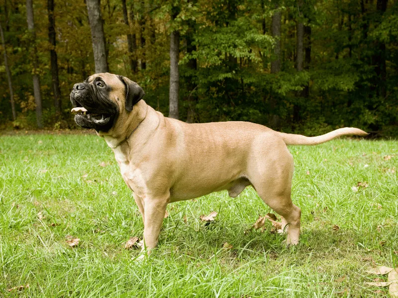 Side profile of a fawn coloured Bullmastiff
