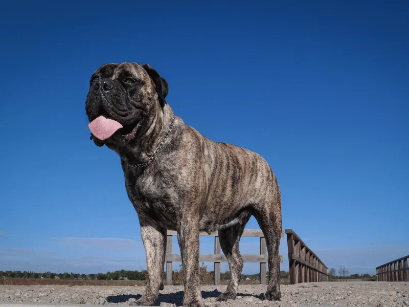 Close-up of a brindle coloured Bullmastiff