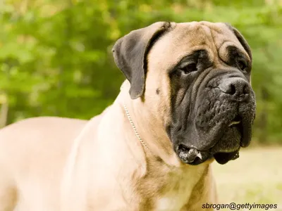 Bullmastiff