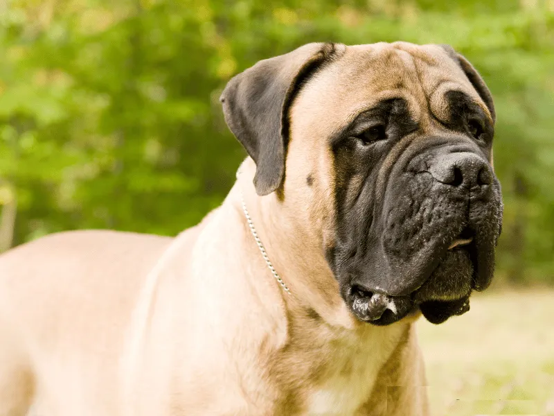 Bullmastiff head profile