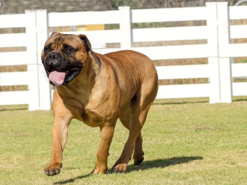 Bullmastiff in ring at a dog show