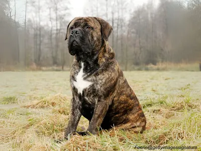 Bullmastiff