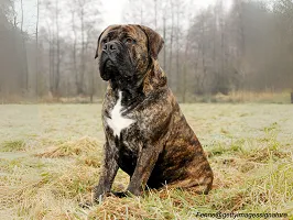 Bullmastiff - Gentle Giant Protector