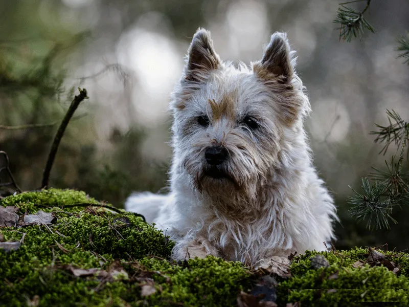Cairn Terrier with a playful, mischievous expression