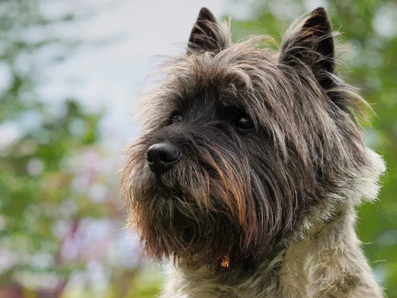 Cairn Terrier with its distinctive shaggy, weather-resistant coat