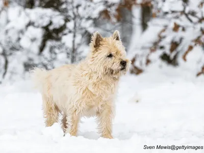 Cairn Terrier