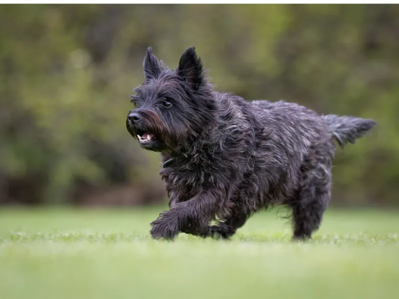 Cairn Terrier standing confidently, showing its compact, sturdy build