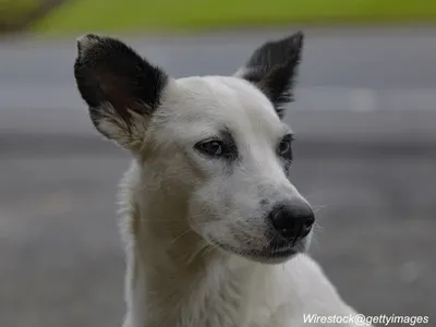 Canaan Dog