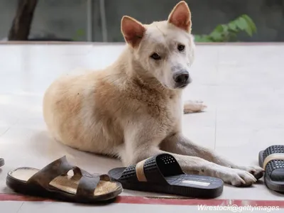 Canaan Dog