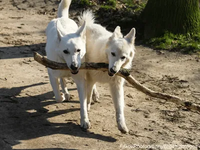 Canaan Dog