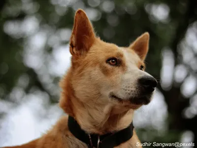 Canaan Dog