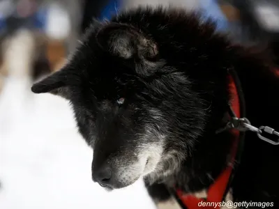 Canadian Eskimo Dog