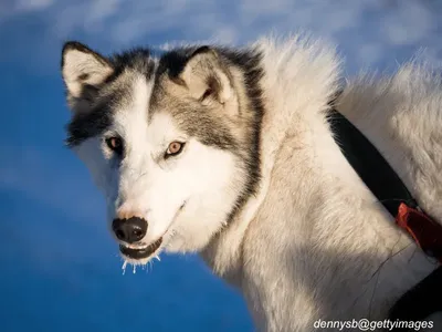Canadian Eskimo Dog
