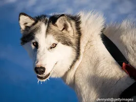 Canadian Eskimo Dog
