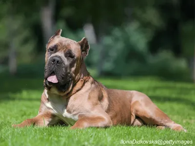 Cane Corso
