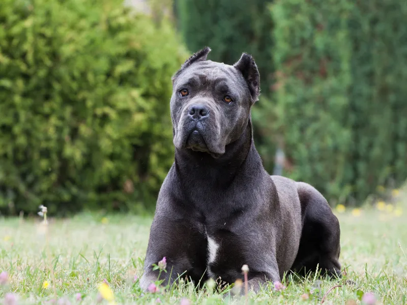 Imposing looking Cane Corso laying in grass