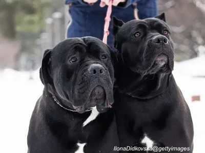 Cane Corso