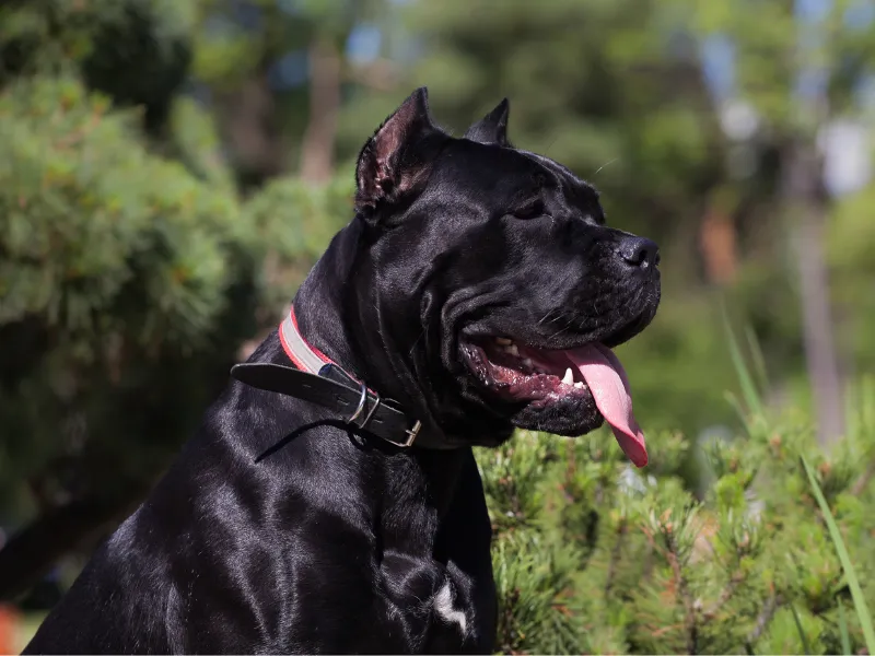 Cane Corso face side profile