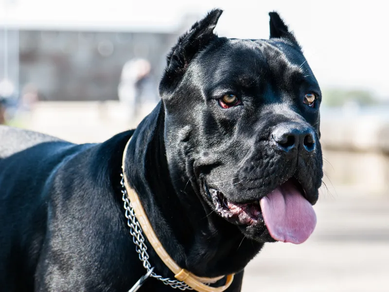 Cane Corso head profile