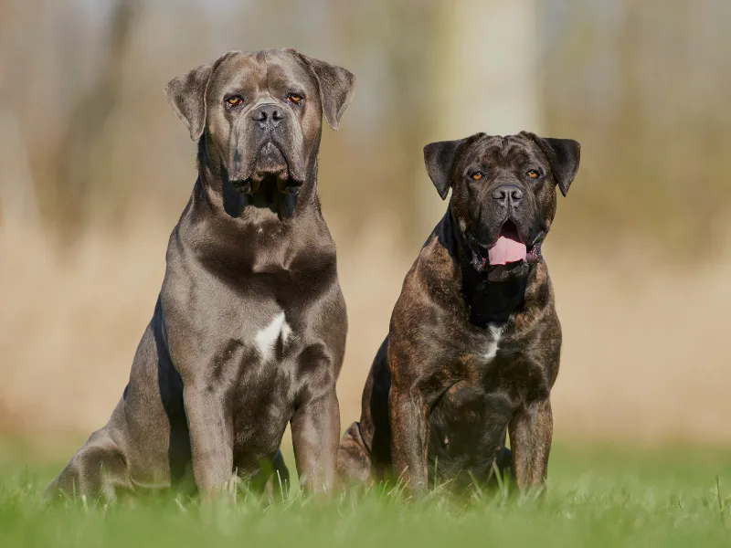 two Cane Corsos, with natural uncropped ears