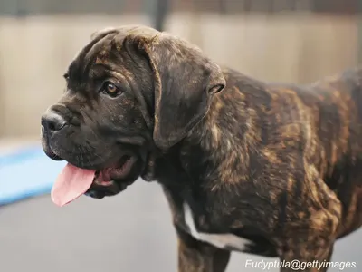 Cane Corso Puppy