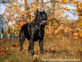 Cane Corso - Italian Guardian