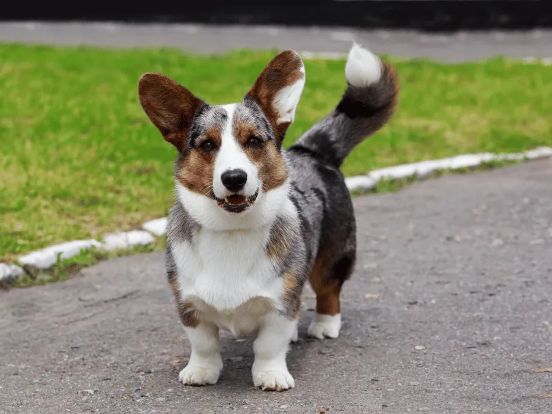 Cardigan Welsh Corgi standing alert, tail held high!