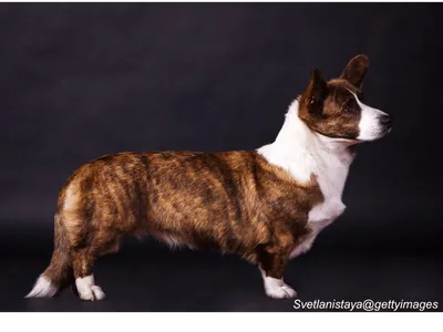 Cardigan Welsh Corgi