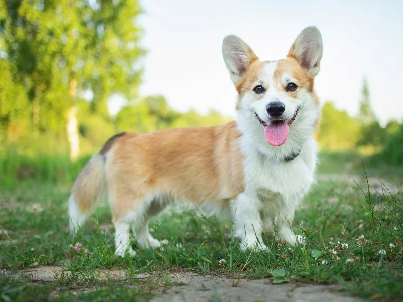 Sable coloured Cardigan Welsh Corgi