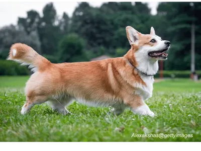 Cardigan Welsh Corgi