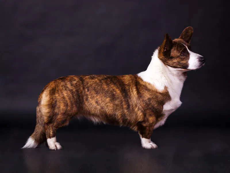 Brindle coloured Cardigan Welsh Corgi