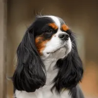 Cavalier King Charles Spaniel