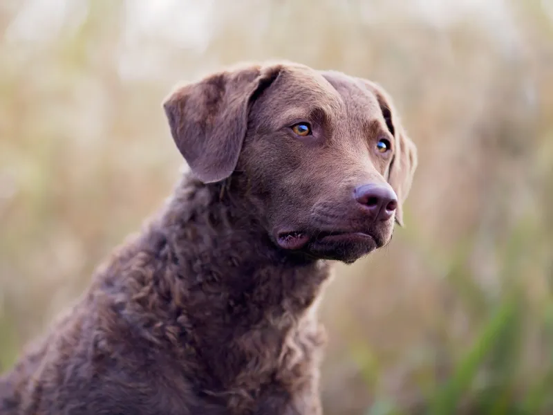 Chesapeake Bay Retriever face profile