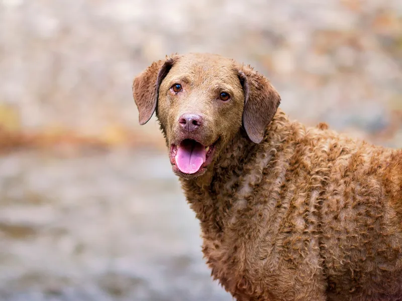 Chesapeake Bay Retriever outdoors