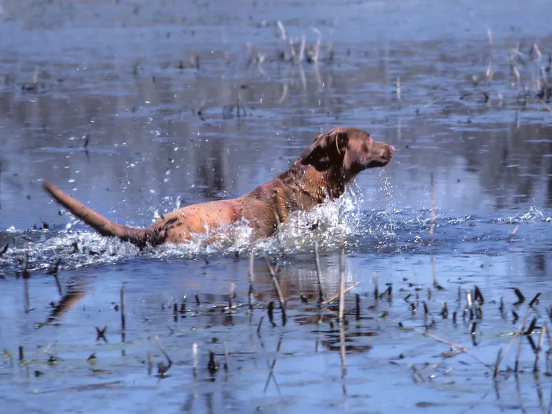 Chesapeake Bay Retriever in the water