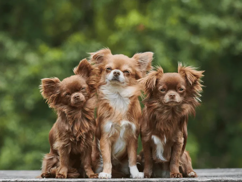 Three long haired Chihuahuas sitting together